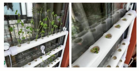 幼儿园种植区指导策略，成为教育最佳场所